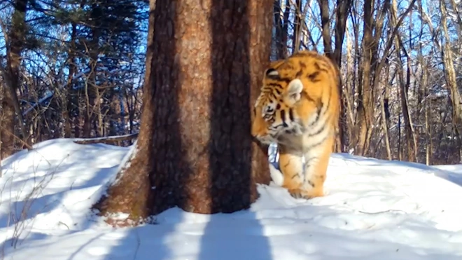В ЕАО краснокнижная тигрица Тала показала своих тигрят