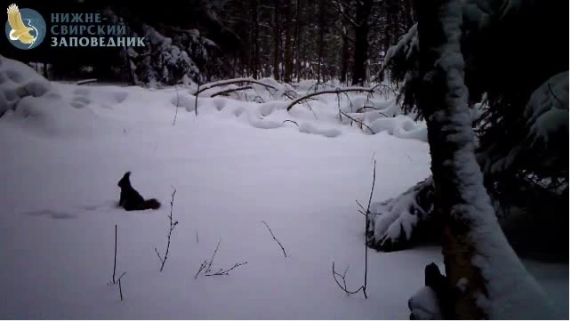 Фотоловушка Нижне-Свирского заповедника поймала белку во время купания в снегу