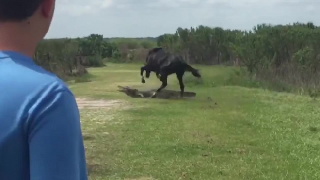 Дерзкое видео из Флориды: конь прогнал аллигатора с лужайки