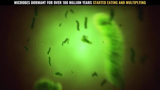 Биологи "воскресили" споры морских микробов возрастом более 100 млн лет