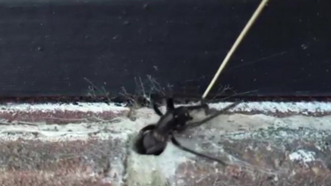 Великобритания: Агрессивный огромный паук со светящимися челюстями попал на видео