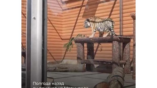 Тигренка Зевса, приехавшего из Мариуполя, перевезли в Ленинградский зоопарк 