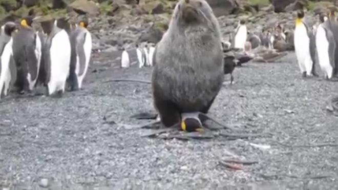Что творится в Антарктиде: морские котики насилуют пингвинов для получения наслаждения, опыта и снятия напряжения