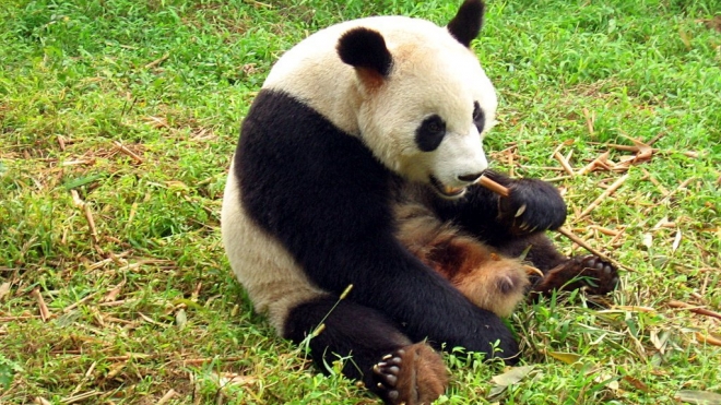 Китаец вытребовал у чиновников 83 тыс долларов за один укус "мимишной" панды