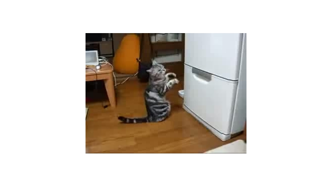 Кот молится на холодильник