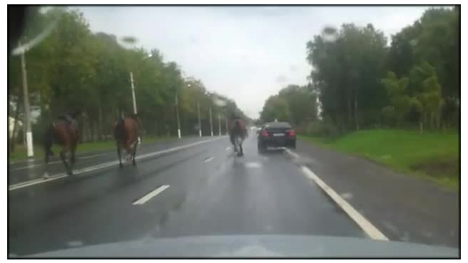 В Петербурге три лошади сбежали со съемок «Трех мушкетеров», видео попало в интернет