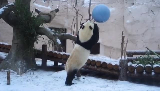 Видео: В Московском зоопарке панды познакомились со снегом