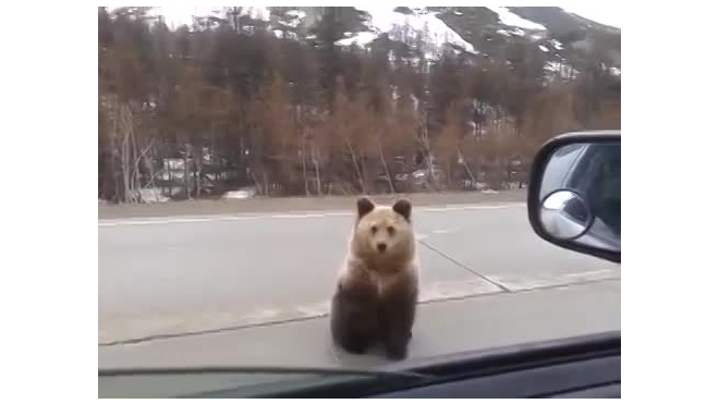 В Амурской области огромный медведь бросился под колеса автомобиля