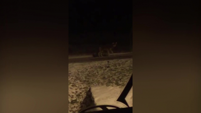 Очевидцы: в Павловске по проезжей части разгуливает волк 