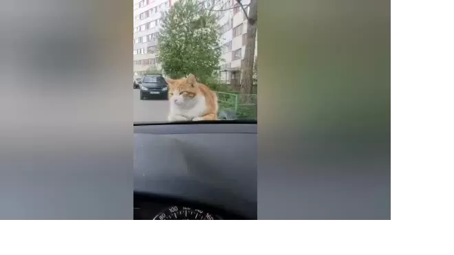 Наглый кот из Петербурга нашел себе дом 
