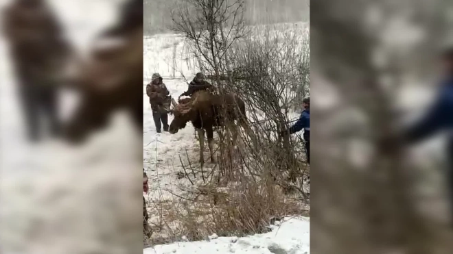 В Омской области спасли запутавшегося в проводах лося