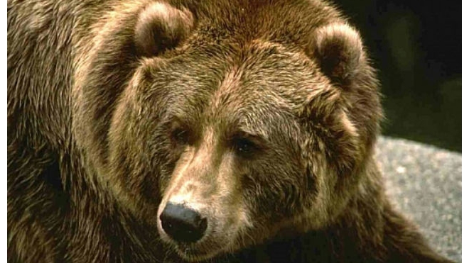 В Якутии медведь пробрался в комнату к женщине и укусил ее