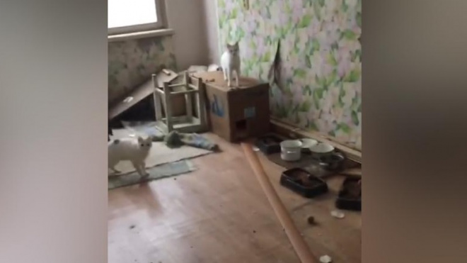 Два кота затопили несколько квартир в доме на улице Верности