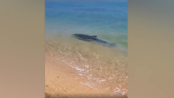 У берега Черного моря во время изоляции заметили плещущихся дельфинов