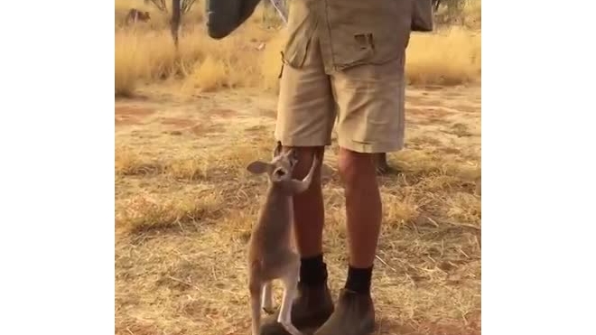 Ласковый кенгуренок просится на руки