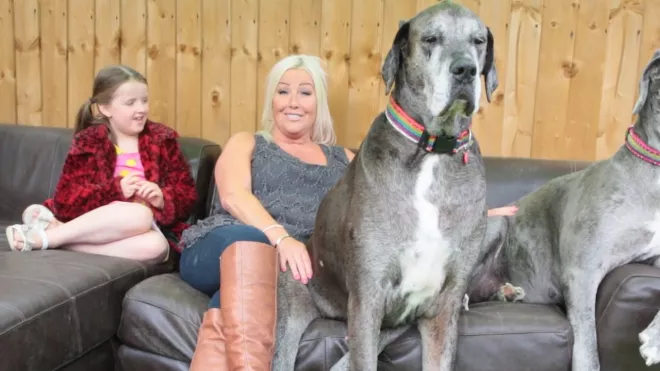 Самая высокая в мире собака установила новый рекорд