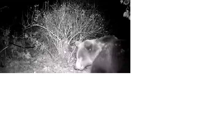 Медведи в Ленобласти перед спячкой посещают деревни в поисках еды