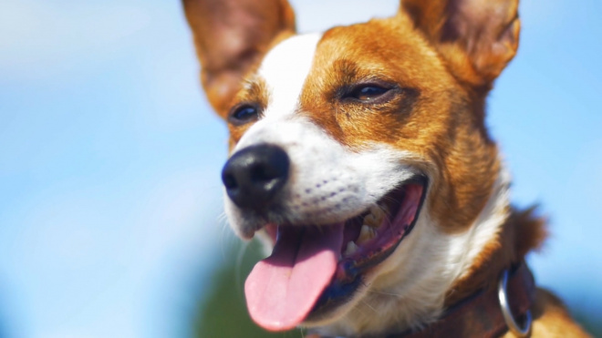 В Гонконге умерла единственная собака с коронавирусом