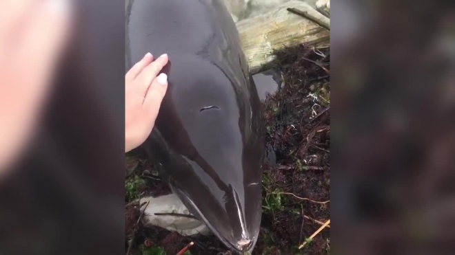 Доброе видео из Новороссийска: местные жители спасли дельфина