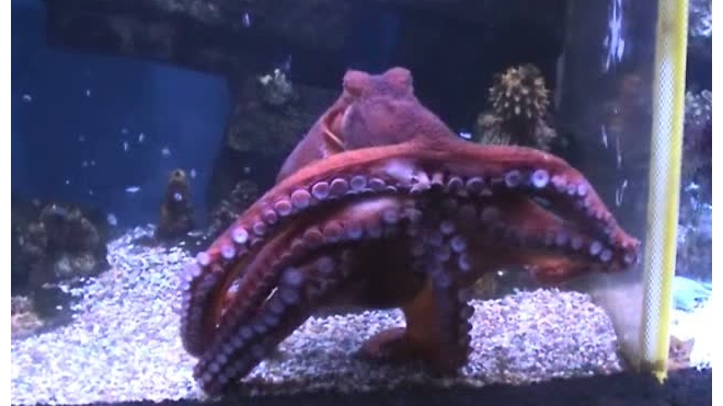 Московский зоопарк приобрел сородича осьминога Пауля