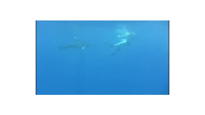 В Приморье поймали кровожадную акулу