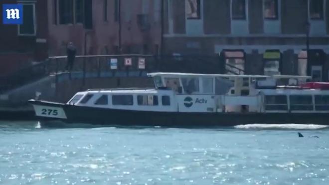 Заплывшие в каналы Венеции дельфины попали на видео