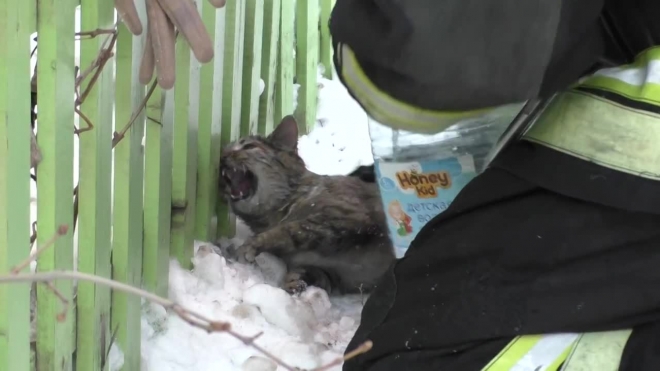 В сети появилось видео спасение кота после пожара в Орле