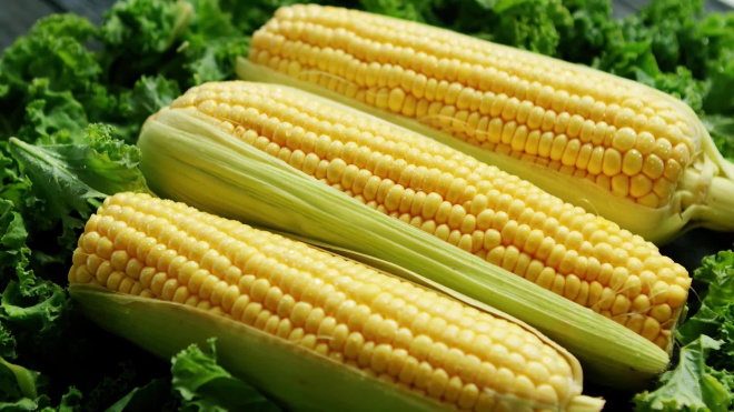 Польша требует лишить Украину преференций на торговлю кукурузой с Европейским Союзом