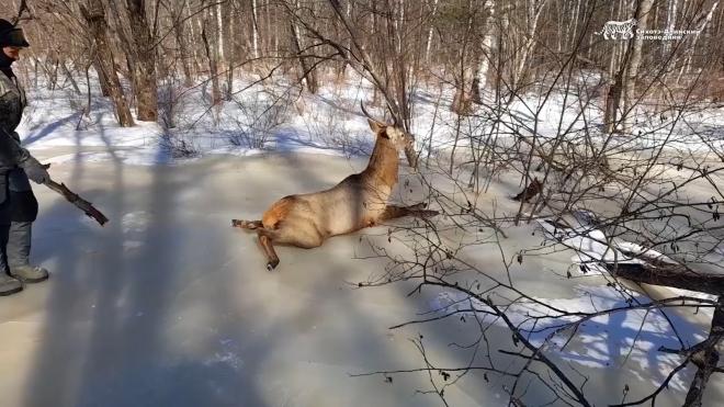 В Приморье инспекторы спасли изюбря, распластавшегося на льду