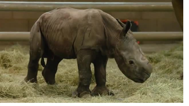 В США в зоопарке родился первый белый носорог "из пробирки"