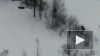 Зимовку лосей в Приозерском районе Ленобласти засняли ...