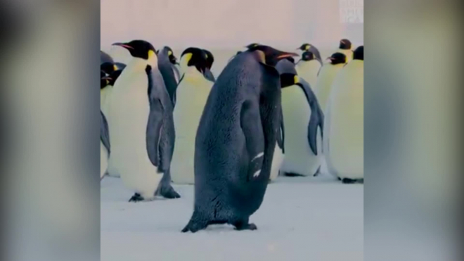 На видео попала единственная особь черного пингвина 