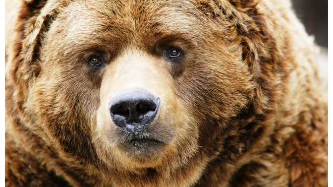 По улицам Нижневартовска гоняли медведя