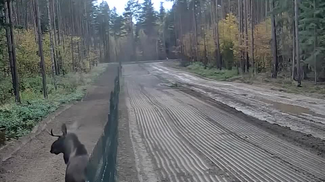 Появилось видео, как лось "перепрыгнул" литовско-белорусскую границу  