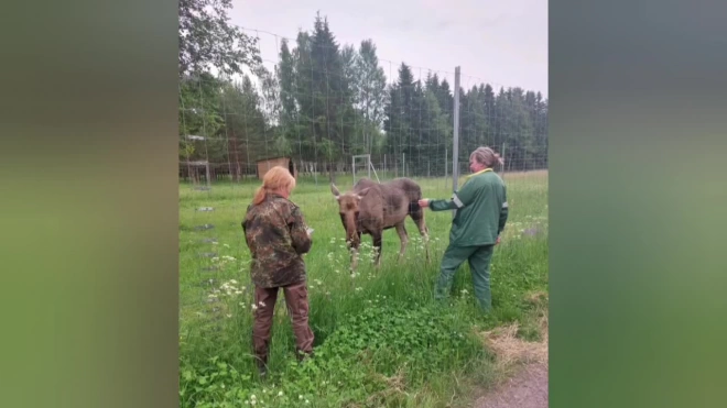 Охотнадзор  Ленобласти выпустил в дикую природу лосей Калину и Ясеня