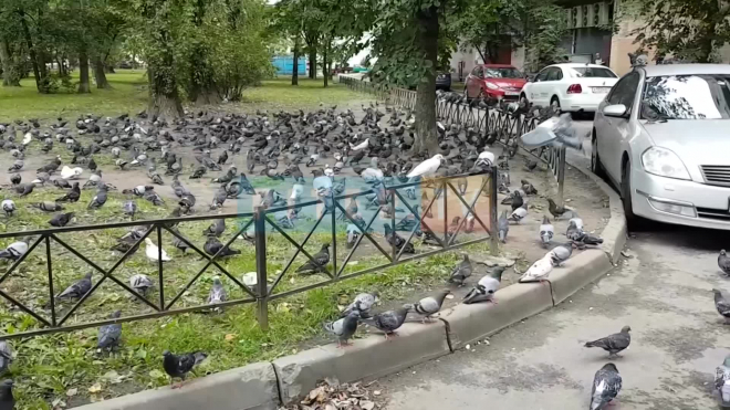 На проспекте Славы голуби оккупировали пешеходную дорожку и часть двора