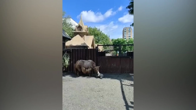 В Московском зоопарке родился ячонок