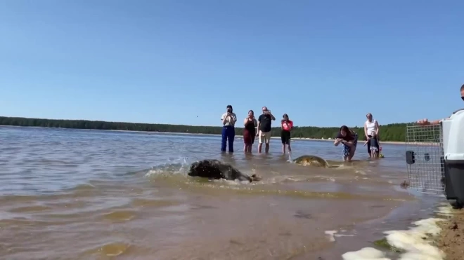 Тюлени Дамбик, Пасха и Выборгуша вернулись в Балтийское море