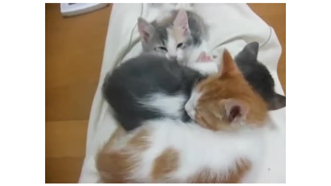 Четыре котенка