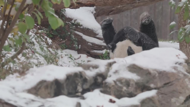 Забавное видео: панда радуется падающим снежинкам и валяется в снегу 
