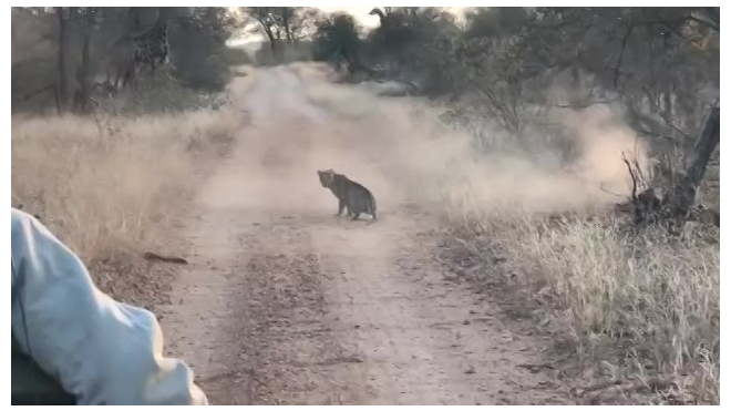 Видео: Леопард разнял драку двух антилоп
