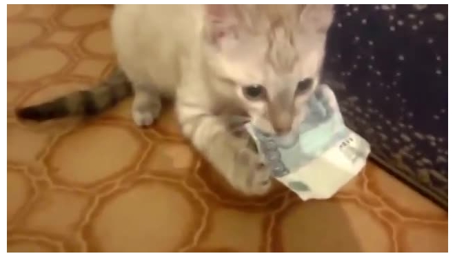 Украден котенок. Котенок с деньгами. Котенок с рублями. Котята с купюрой. Кот украл тысячу gif.