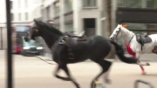 В Лондоне пять лошадей разбежались по центру города