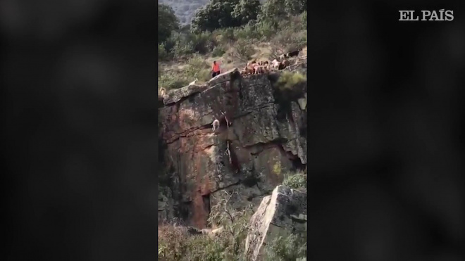 Видео: в Испании во время охоты со скалы сорвались 12 собак и олень 