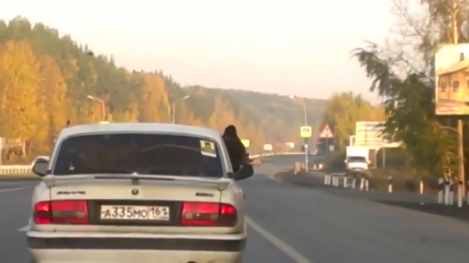 Видео бурого медведя, который путешествует на пассажирском сидении "Волги", взорвало Интернет
