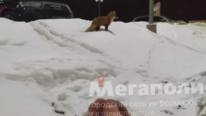 У гипермаркета на Гостилицком шоссе петербуржцы заметили лису