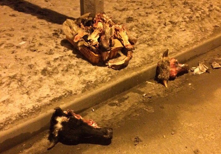 На улице Димитрова выбросили ободранные головы животных