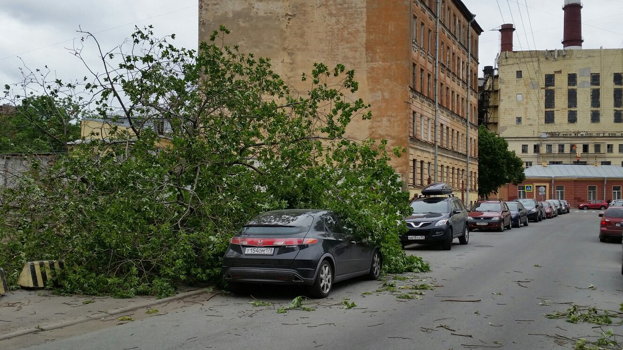 Ураганный ветер валит деревья в Петербурге
