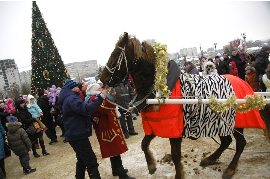 Лошадь в Иваново