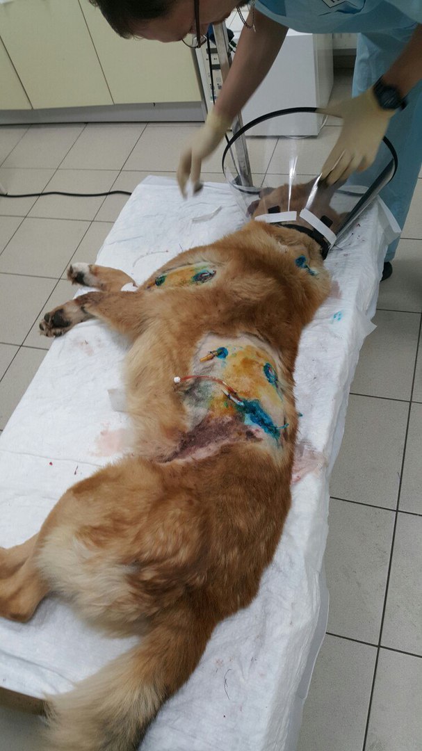 В Ленобласти спасли истекающего кровью пса, жестоко раненого живодерами